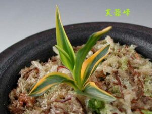 小町蘭 絶滅危惧種 芙蓉峰